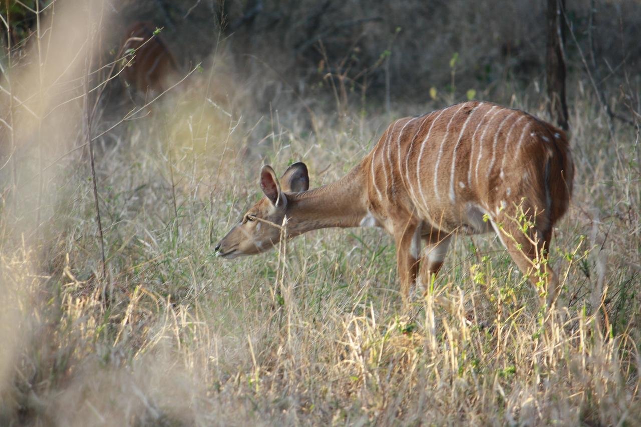 Nkonyeni Lodge & Golf Estate Ngwempisi Eksteriør bilde